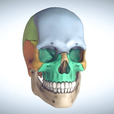 Anatomical Human Skull  Sectioned Edition
