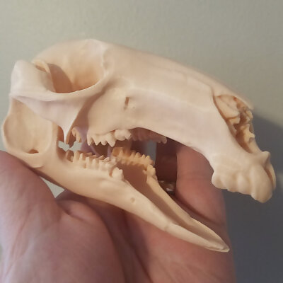 Wallaby Skull