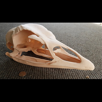 Domestic Turkey Skull