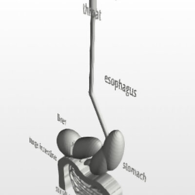 digestive system 3D model