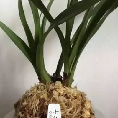 Furan Orchid Pot