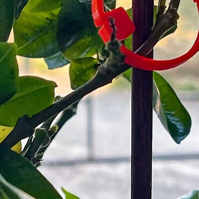 Plant fastening  fixing clips  Pflanzen Befestigungsclips