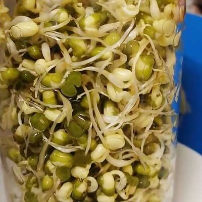 MUNGO SPROUTS GROWER from mason jar