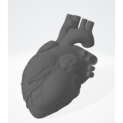 Anatomical Human Heart  easy print with supports