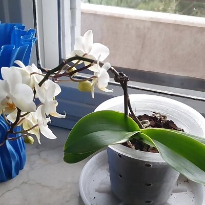 Simple pot for orchids
