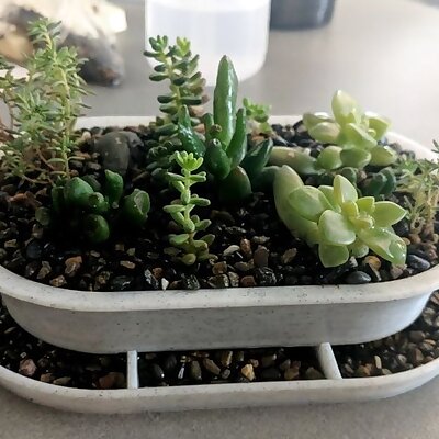 Succulent planter with drainage tray