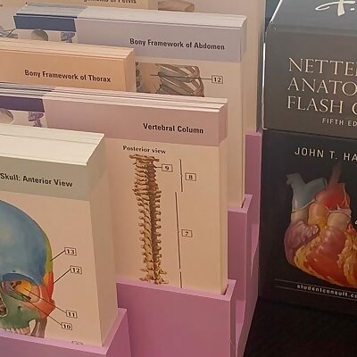 Netters Flashcard Display Staggered