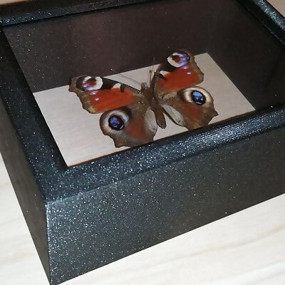 Butterfly Display Case