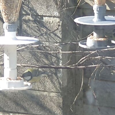 Bird Feeder and Ground Feed Spreader  MilkThreadAdapterbirdbasescrewtopspreader