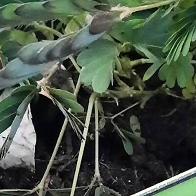 Mimosa Pudica Panneau de Jardin