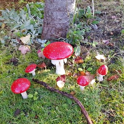 Mushroom collection  Geocaching