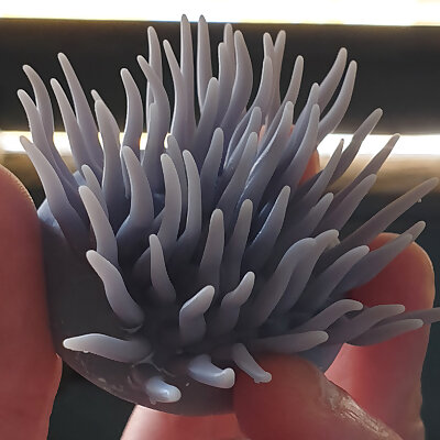 Anemone 2