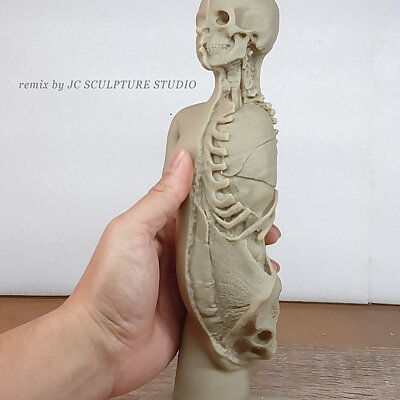 RESIN READY  Plaster model of torso and head showing partial dissection