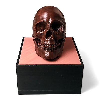 Anatomical Human Male Skull  Foundation Series