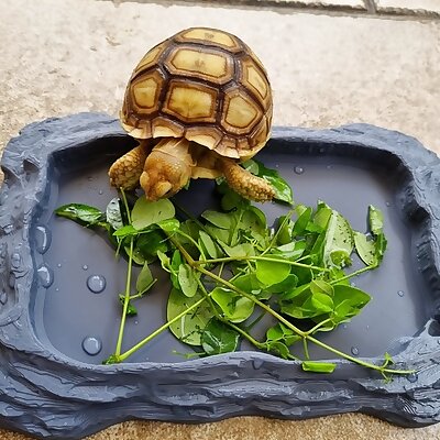 Reptile Tortoise Dish