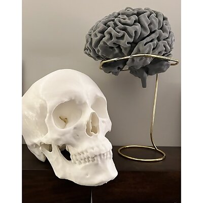 Human Skull and Face
