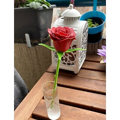 Rose stem and Sepals  Rose tige et sépales  Rosa tallo y sépalos