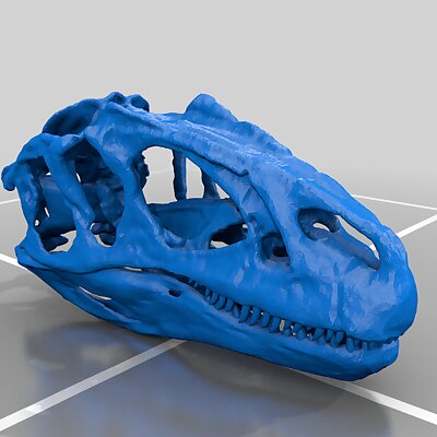 Allosaurus Skull with teeth