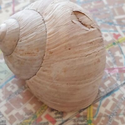 Snail Shell 3D Scan