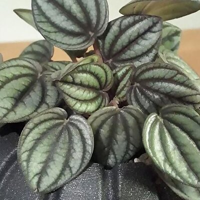 Peperomia Plant Pot