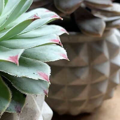 Spiky Spiked Succulent Planter
