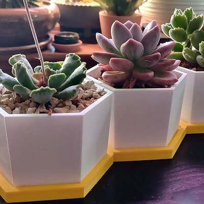 4inch Hexagonal succulent planter with dish