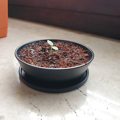 Bonsai Nursery Pot