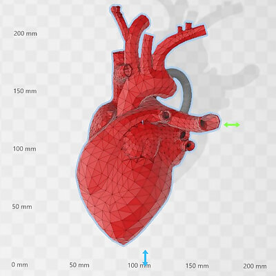 Anatomical Heart Pendant