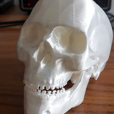 High Detail Skull