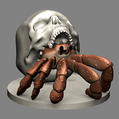 Hermit Crab in Skull