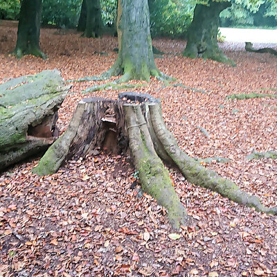 Tree stump on Lickey Hill