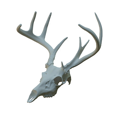 Deer Skull Scan