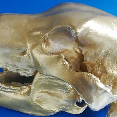 Brown bear skull moveable jaw lifesize printable on the Prusa Mini 3Dscan