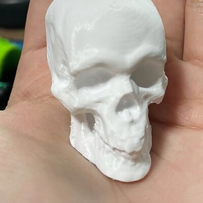 Skull Sculpt