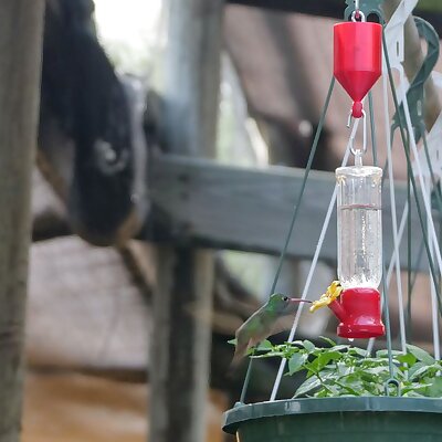 Hummingbird Feeder Moat  No More Ants! 👎🐜