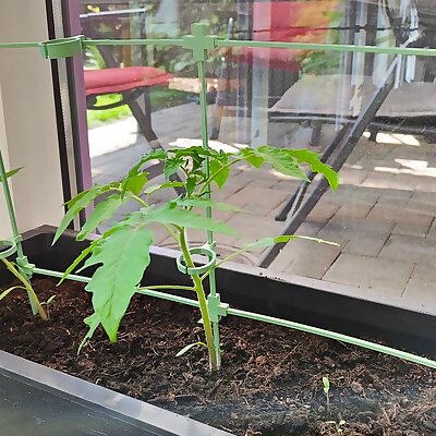 Tomato  Plant Support