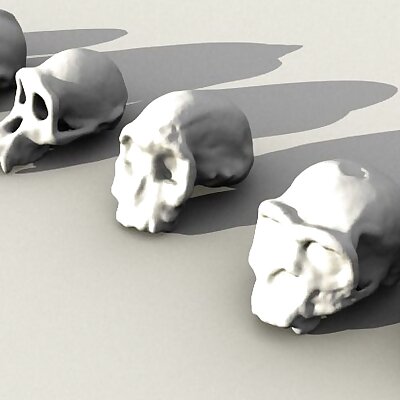 Evolutionary Skulls Set