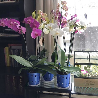Orchid Pot