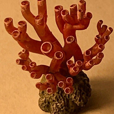 Scatter Coral