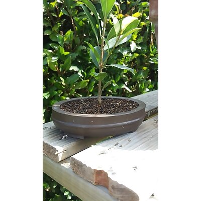 small bonsia pot