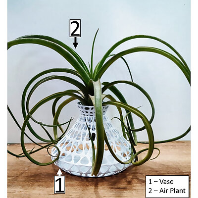 Air Plant Holder  Vase