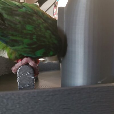 parrot no mess tray  feeder