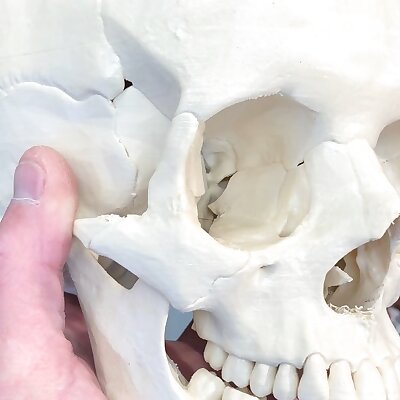 Human skull anatomically correct