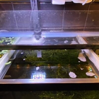 10 Gallon Tank Floating Plant Partition