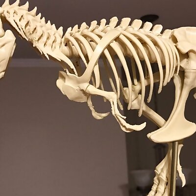 TRex Skeleton fixed and printable
