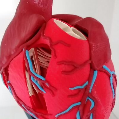 Anatomic Heart multi material